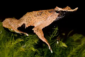 Wildlife Conservation Efforts Drucke: Darwin's Frog