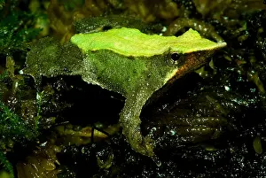 Gerahmter Druck : Darwins-Frosch