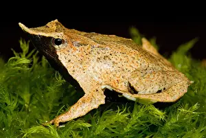 Amphibian Wildlife Drucke: Darwin's Frog