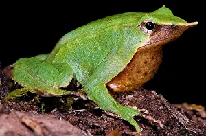 Species Conservation Drucke: Darwin's Frog