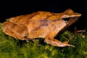 Endangered Species Wildlife Drucke: Darwin's Frog