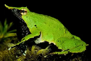 Darwins Frosch