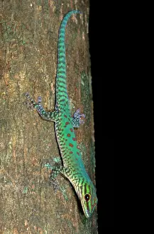 Madagascar Geckos Drucke: Day Gecko