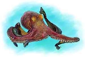 Blue Ocean Wildlife Drucke: Day Octopus