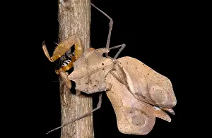 Southeast Asian Wildlife Drucke: Dead-Leaf Mantid