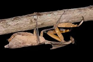 Praying Mantis Species Drucke: Dead Leaf Mantis
