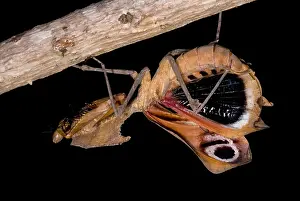 Praying Mantis Species Drucke: Dead Leaf Mantis