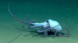 Marine Animals Drucke: Deep-sea Octopus