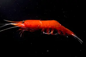 Tiefseeschwamm