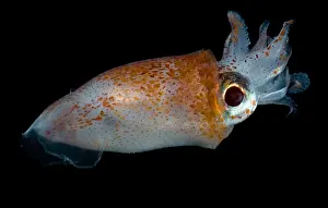 Deep Sea Squid Drucke: Deep Sea Squid
