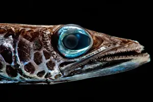 Deep Sea Fish Drucke: Deep-Sea Waryfish