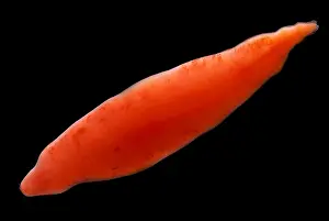Gerahmter Druck : Tiefwasser-Flachworm