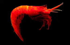 Deep Sea Creatures Drucke: Deep Water Shrimp