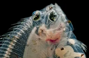 Tiefwasser-Dab