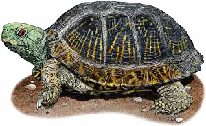 Gerahmter Druck : Wüsten-Box-Schildkröte