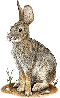 American Wildlife Art Drucke: Desert Cottontail