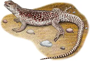 American Wildlife Art Drucke: Desert Iguana