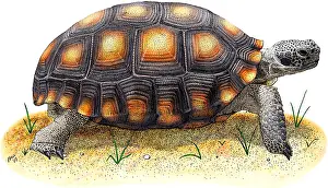 Desert Tortoise
