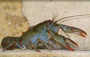 Freshwater Crustaceans Drucke: Devil Crayfish