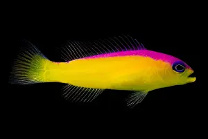 Coral Reef Fauna Drucke: Diadema Dottyback