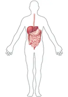 Gastrointestinal Tract Diagram Drucke: Digestive System, Illustration