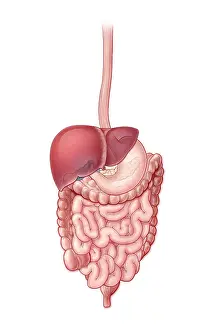 Human Anatomy Art Drucke: Digestive System, Illustration