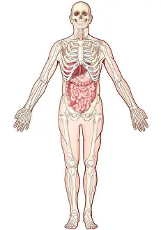 Human Anatomy Artwork Drucke: Digestive System, Illustration
