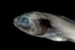 Gerahmter Druck : Digitater Cusk Eel (Dicrolene introniger) Gerahmter Druck : Digitater Cusk Eel (Dicrolene introniger)