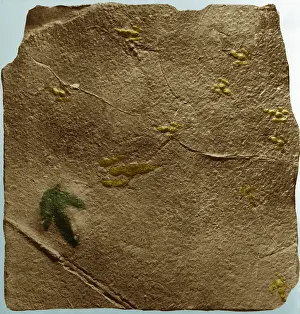 Gerahmter Druck : Dinosaurier-Spuren Gerahmter Druck : Dinosaurier-Spuren