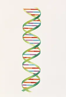 Deoxyribonucleic Acid Structure Drucke: DNA double helix