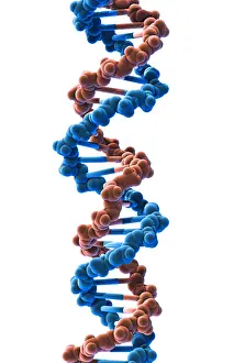 Double Helix Structure Drucke: DNA, Molecular Model