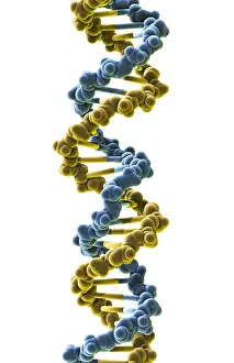 Double Helix Structure Drucke: DNA, Molecular Model