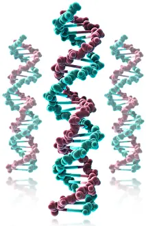 Double Helix Structure Drucke: DNA, Molecular Model