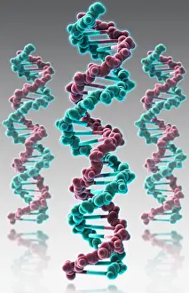 Double Helix Structure Drucke: DNA, Molecular Model