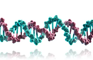 Double Helix Structure Drucke: DNA, Molecular Model