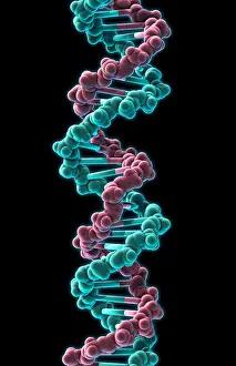 Double Helix Structure Drucke: DNA, Molecular Model