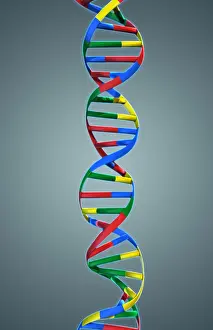 Double Helix Structure Drucke: DNA, Ribbon Model