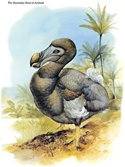 Extinct Bird Species Drucke: Dodo Bird
