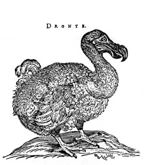 Extinct Flightless Birds Drucke: Dodo Bird