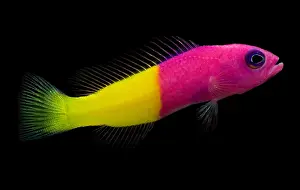 Tropical Reef Fish Drucke: Dottyback