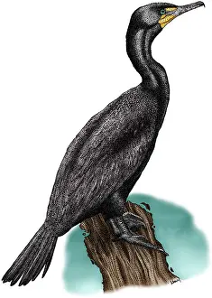 Double Crested Cormorant Drucke: Double Crested Cormorant