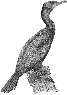 Double Crested Cormorant Drucke: Double Crested Cormorant