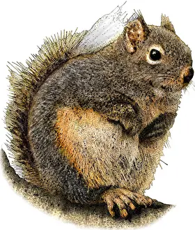 American Wildlife Art Drucke: Douglas Squirrel