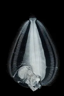 Pacific Northwest Marine Life Drucke: Dover Sole Larva