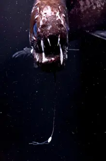 Dragonfish