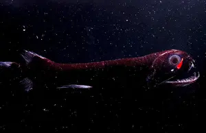 Dragonfish