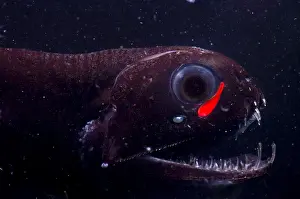 Dragonfish