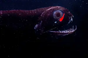 Dragonfish
