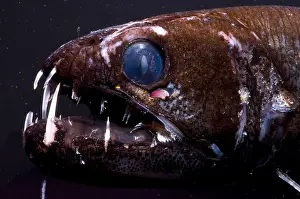 Deep Sea Fish Drucke: Dragonfish