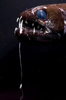 Dragonfish